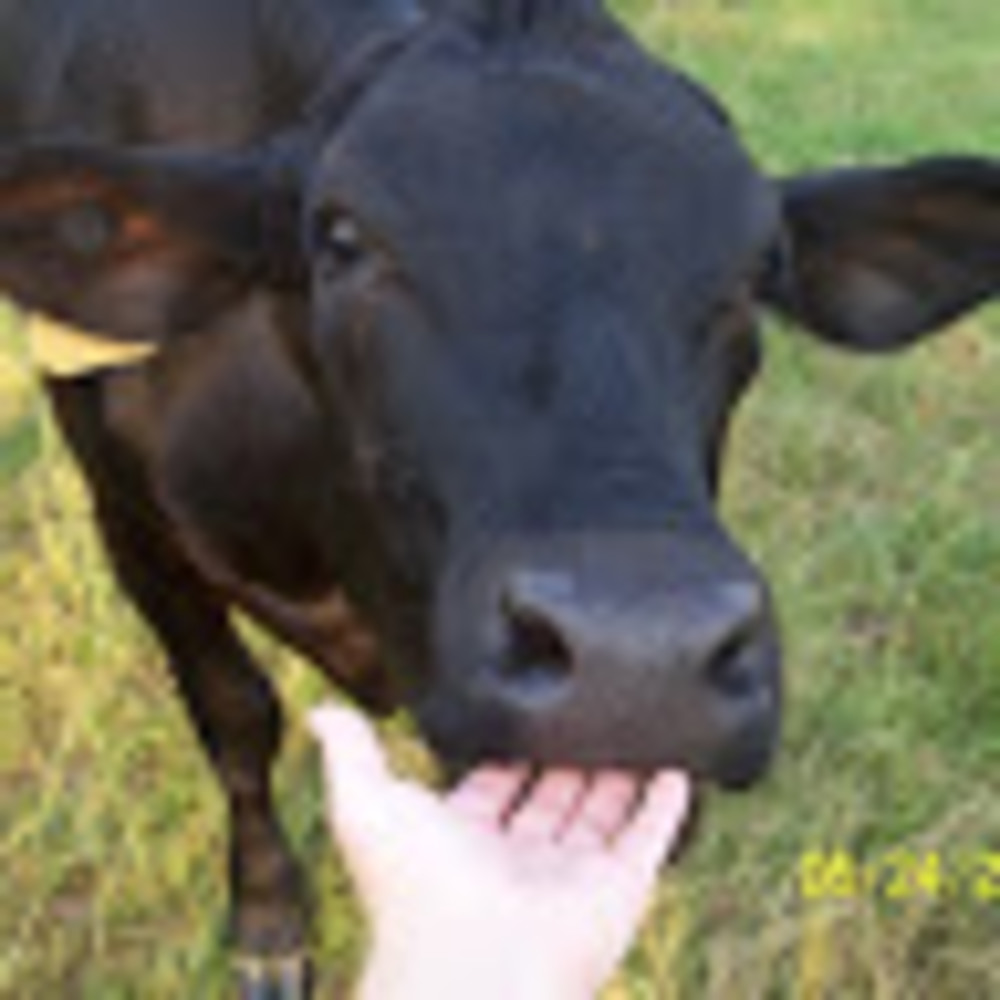 Meet your Posher, Lacey